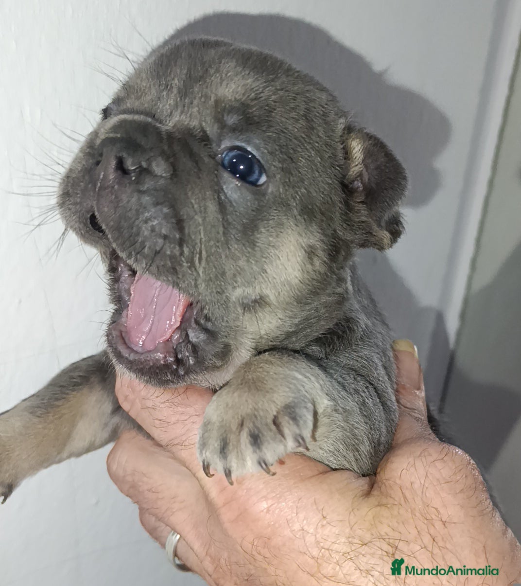 Bulldog Francés perros Bulldog francés  - Anuncio 2