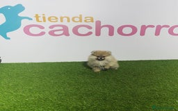Pomerania perros en venta: POMERANIA - Imagen 1