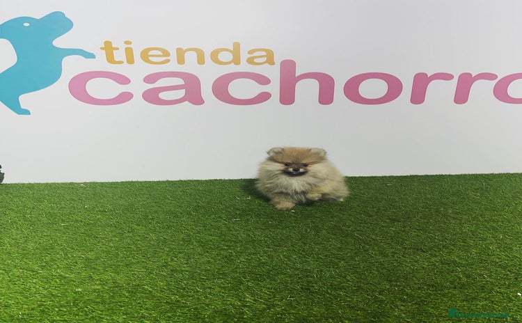 Pomerania perros - Anuncio 5