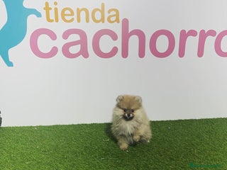 Pomerania perros - Anuncio 22