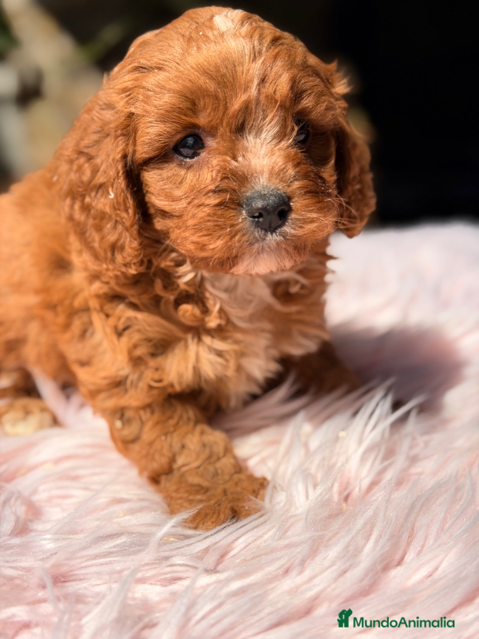 Cavapoo perros Cavapoo roja hembra  - Anuncio 2
