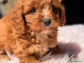 Cavapoo perros Cavapoo roja hembra - Anuncio 2