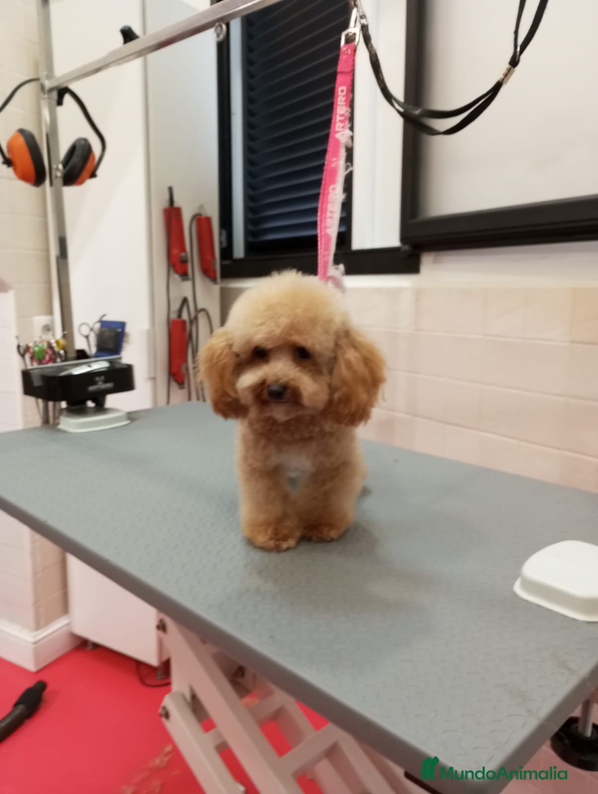 Caniche Toy perros en venta: Ultimas 2 hembras de caniche toy apricot!! - Anuncio 2