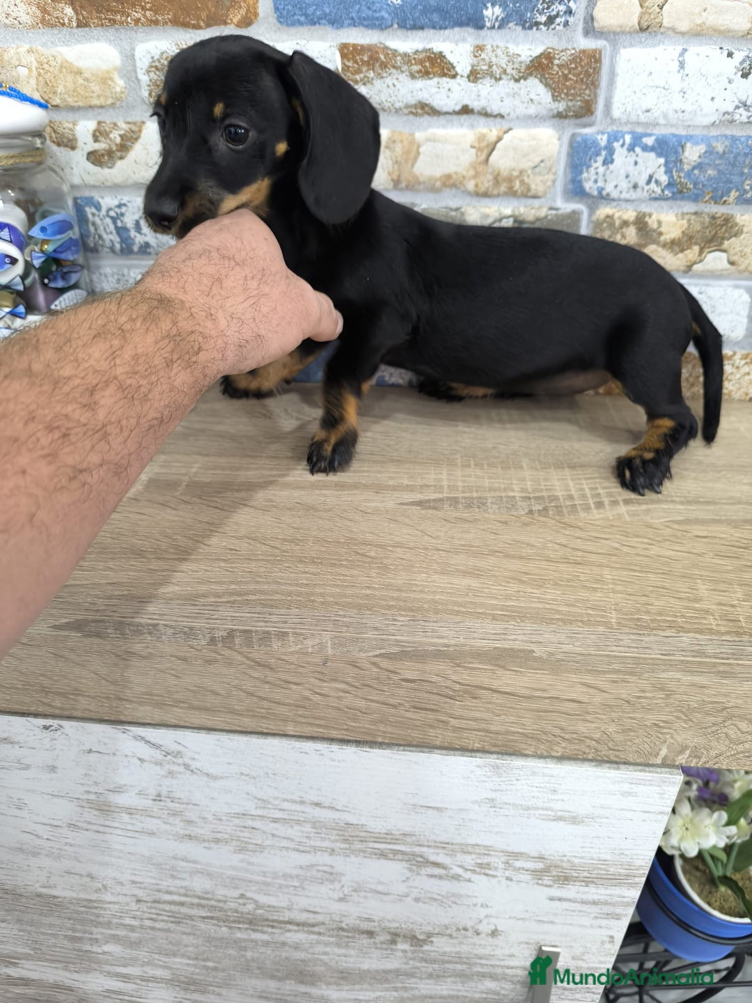 Teckel Miniatura perros en venta: teckel miniatura  - Imagen 7