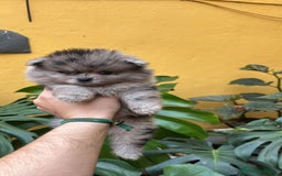 Pomerania perros en venta: Pomerania linea rusa Merles Toy y super chatos  - Imagen 2