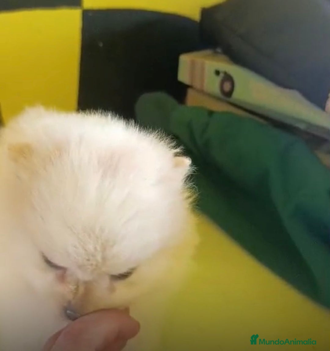 Pomerania perros en venta: Lulu pomerania toy  - Anuncio 18