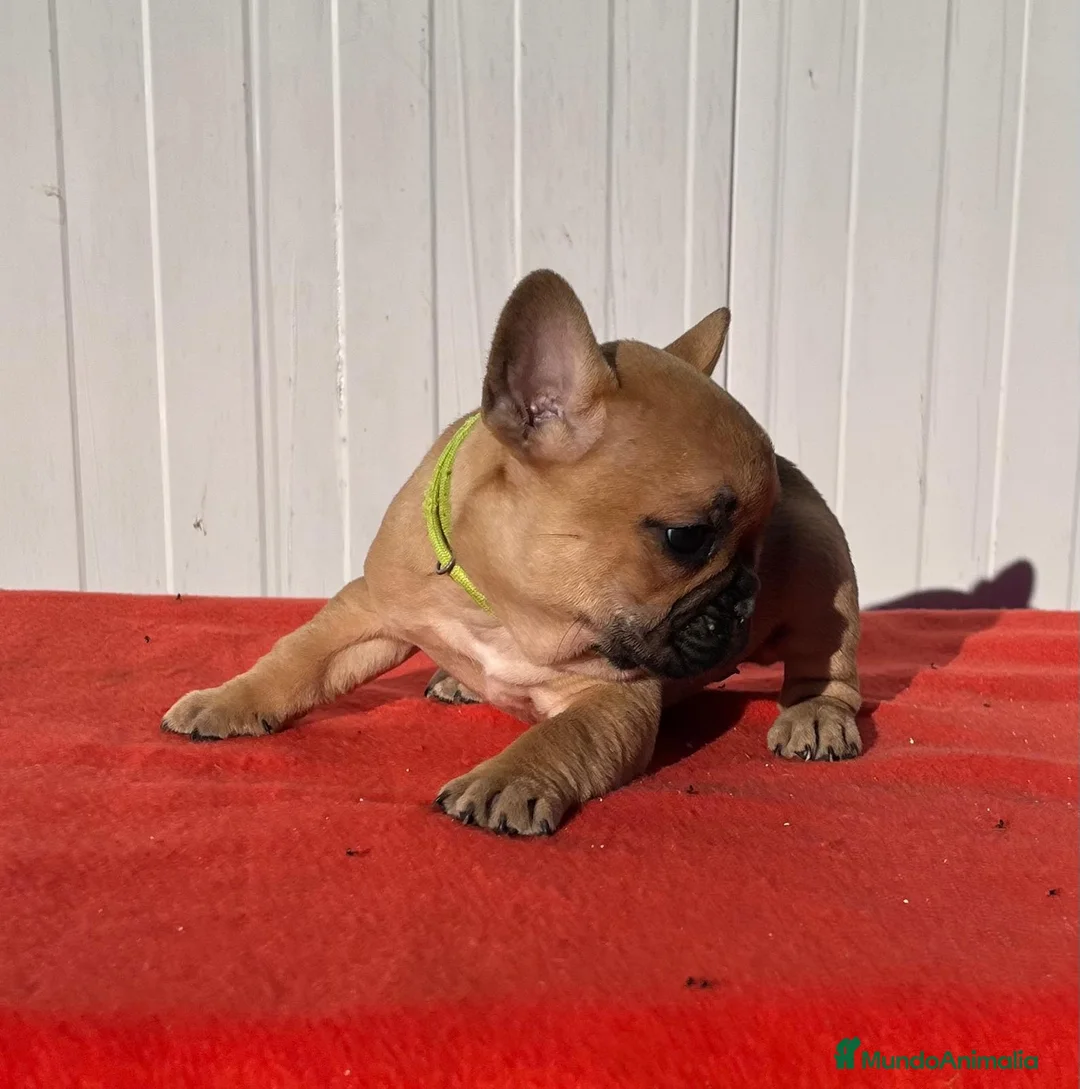 Bulldog Francés perros en venta: Bulldog francés cachorros Fwan  - Anuncio 14