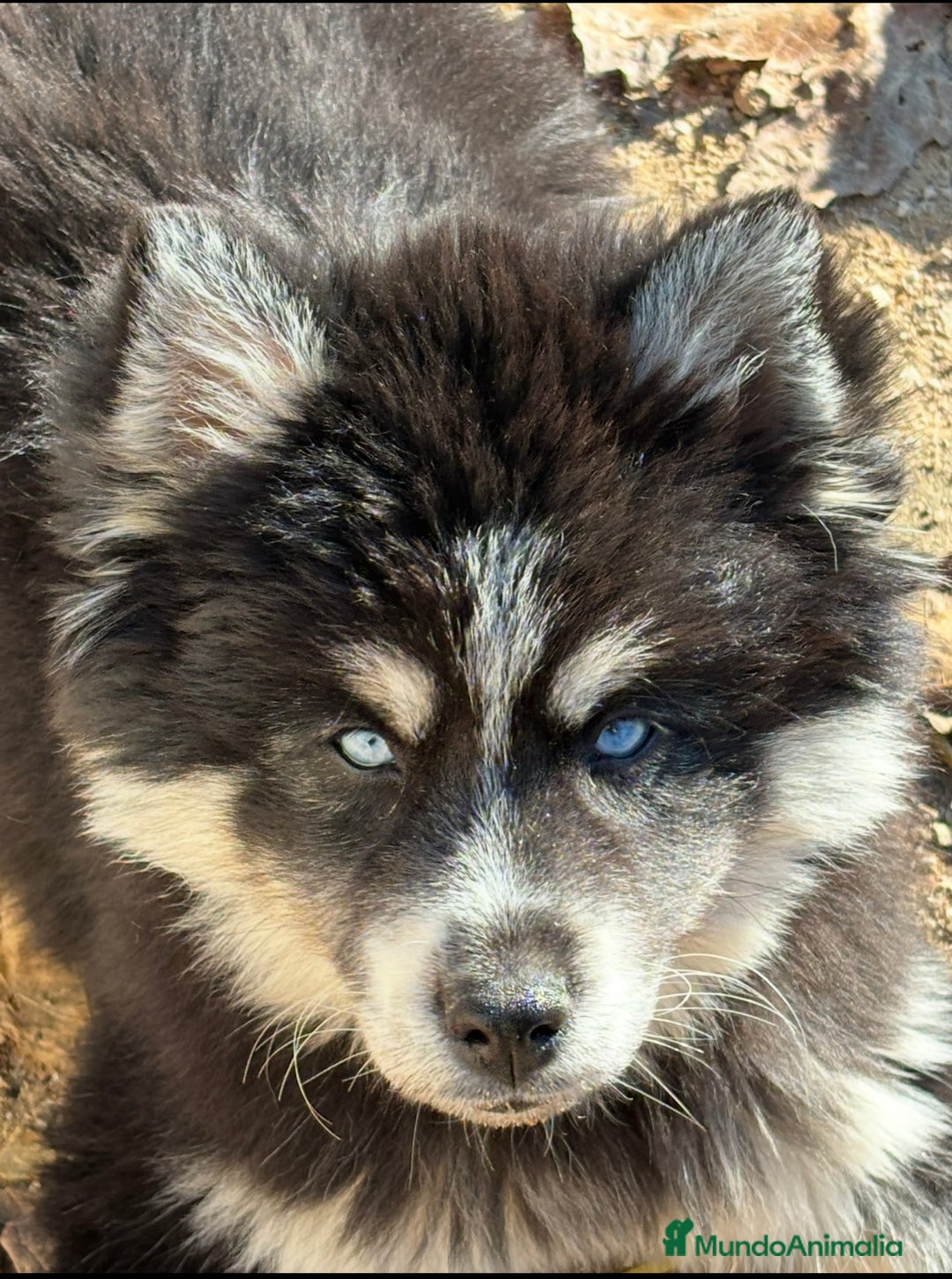 Pomsky perros en venta: Mini husky puro pomsky - Anuncio 7