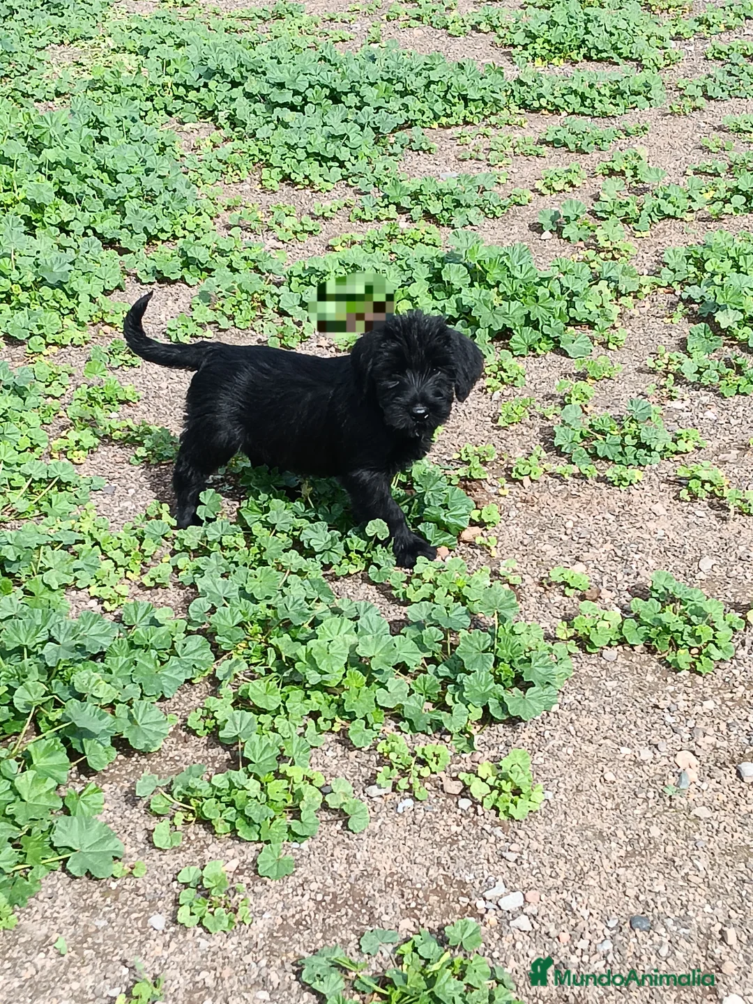 Schnauzer Gigante perros en venta: Schnauzer Gigante  - Anuncio 5