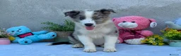 Border Collie perros en venta: Border collie merle machos - Anuncio 4