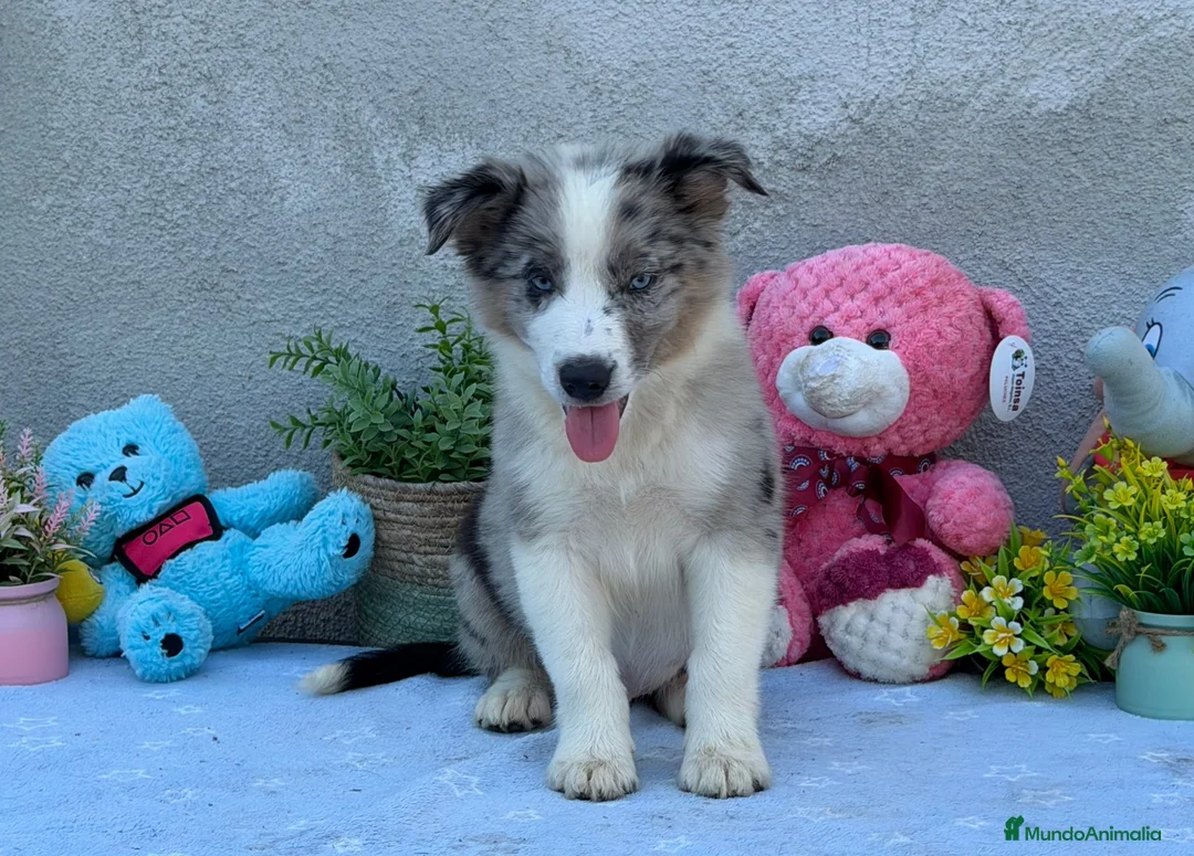 Border Collie perros en venta: Border collie merle machos - Anuncio 4