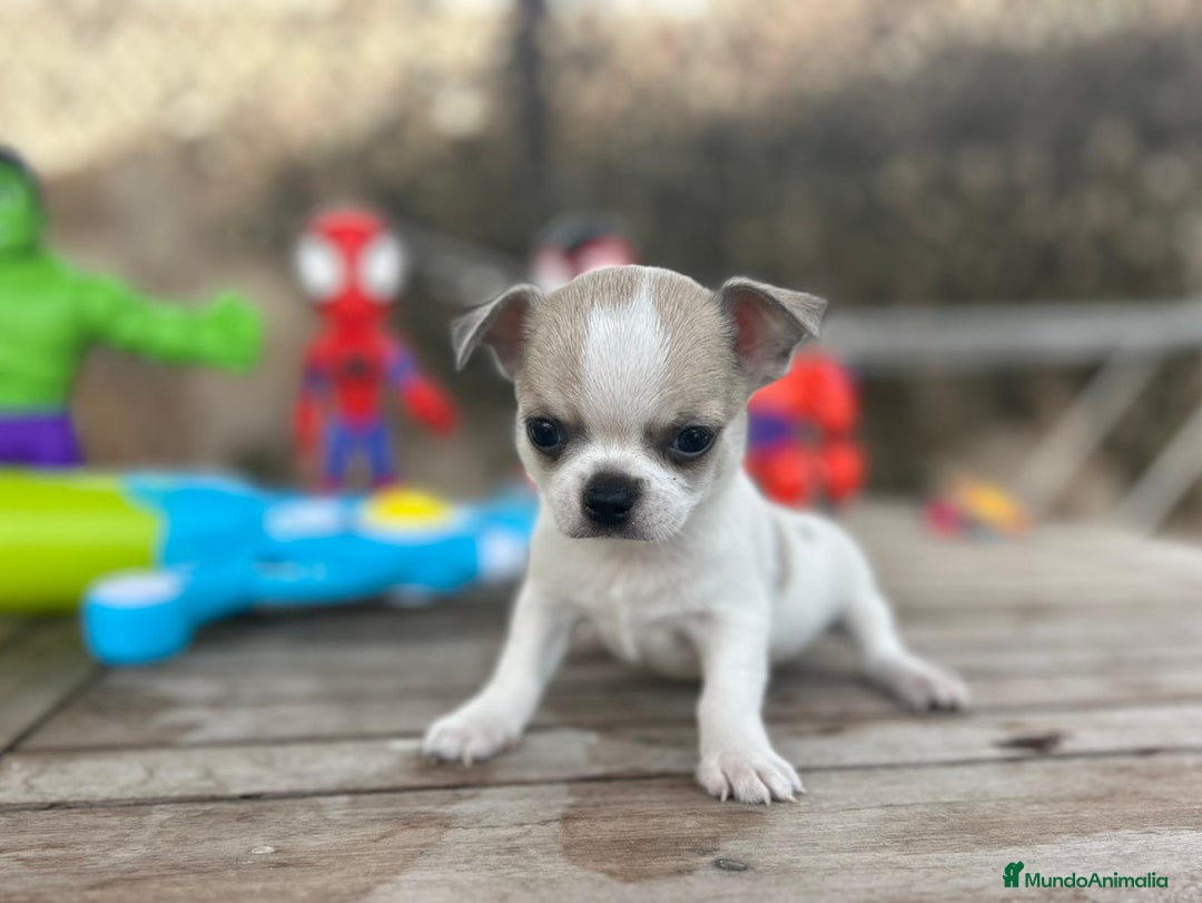 Chihuahua perros en venta: Chihuahua Mini ojos azules  - Imagen 1