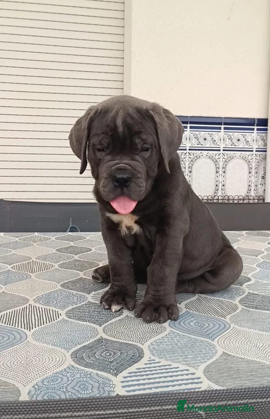 Cane Corso perros en venta: IMPRESIONANTES CANE CORSO - Anuncio 2