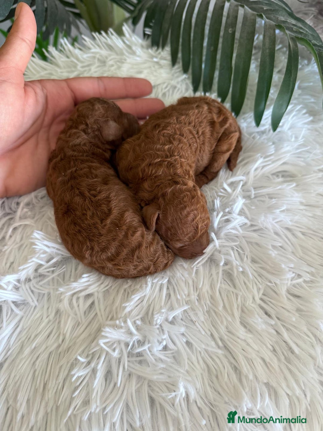 Caniche Toy perros en venta: CANICHE TOY ROJO - Imagen 3