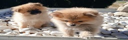 Pomerania perros en venta: POMERANIA - Anuncio 3