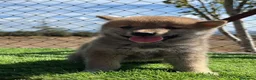 Shiba Inu perros en venta: Cachorros shiba Inu💙🐾 - Anuncio 4