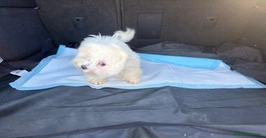 Bichón Maltés perros - Anuncio 5