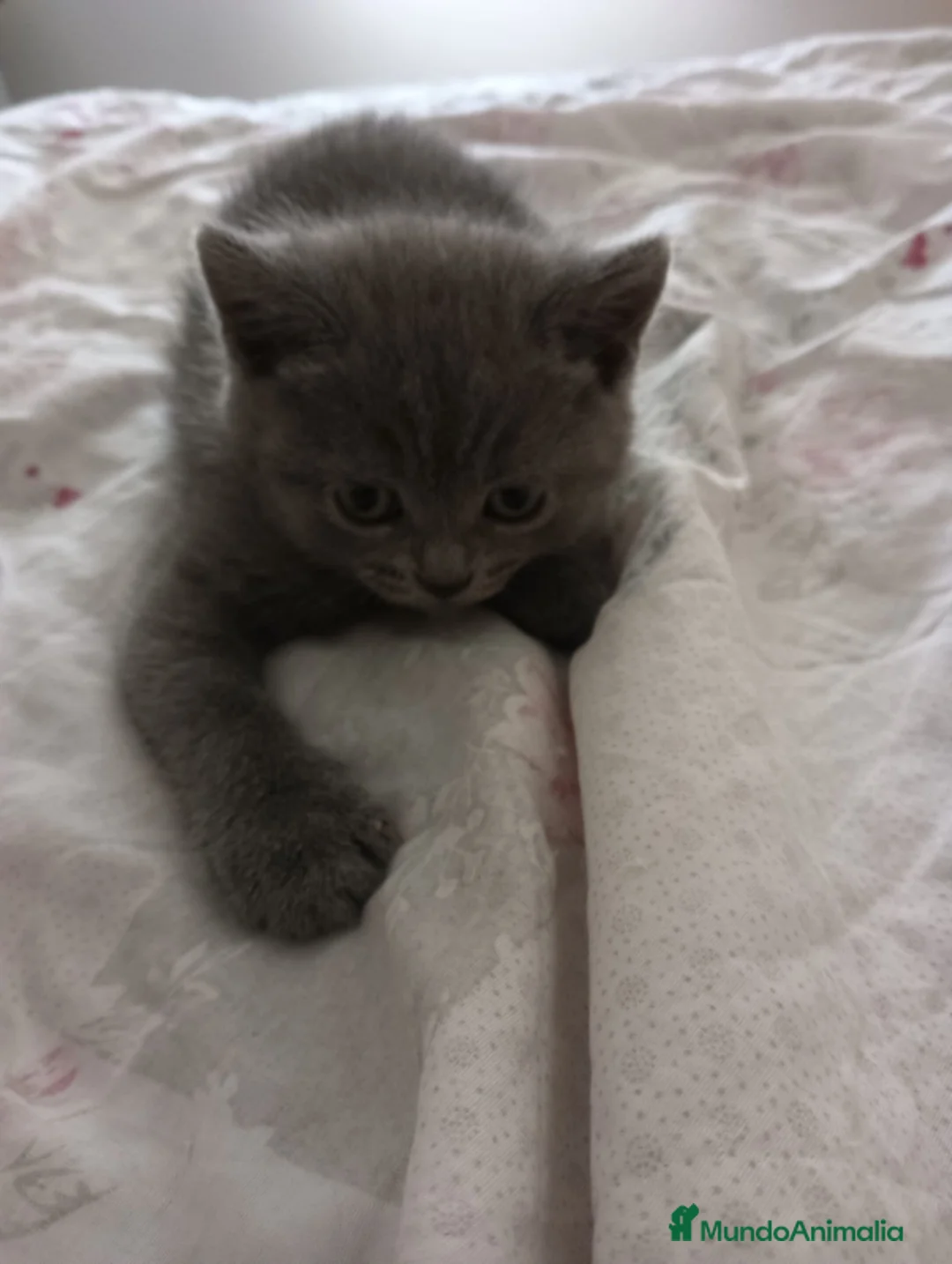 Británico de Pelo Corto Azul gatos en venta: British Shorthair 641387649 - Anuncio 2