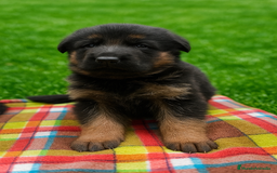 Pastor Alemán perros en venta: Espectacular cachorro de pastor alemán  - Imagen 2