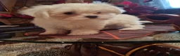 Bichón Maltés perros en venta: CAMADA DE BICHÓN MALTÉS KOREANO  - Anuncio 2