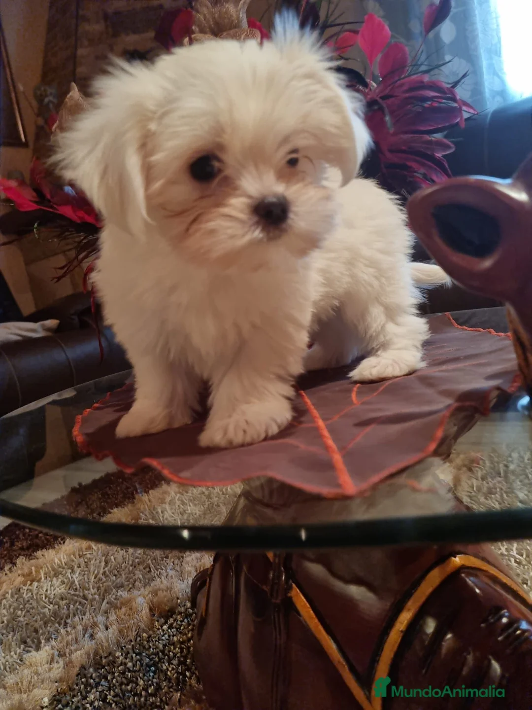 Bichón Maltés perros en venta: CAMADA DE BICHÓN MALTÉS KOREANO  - Anuncio 2