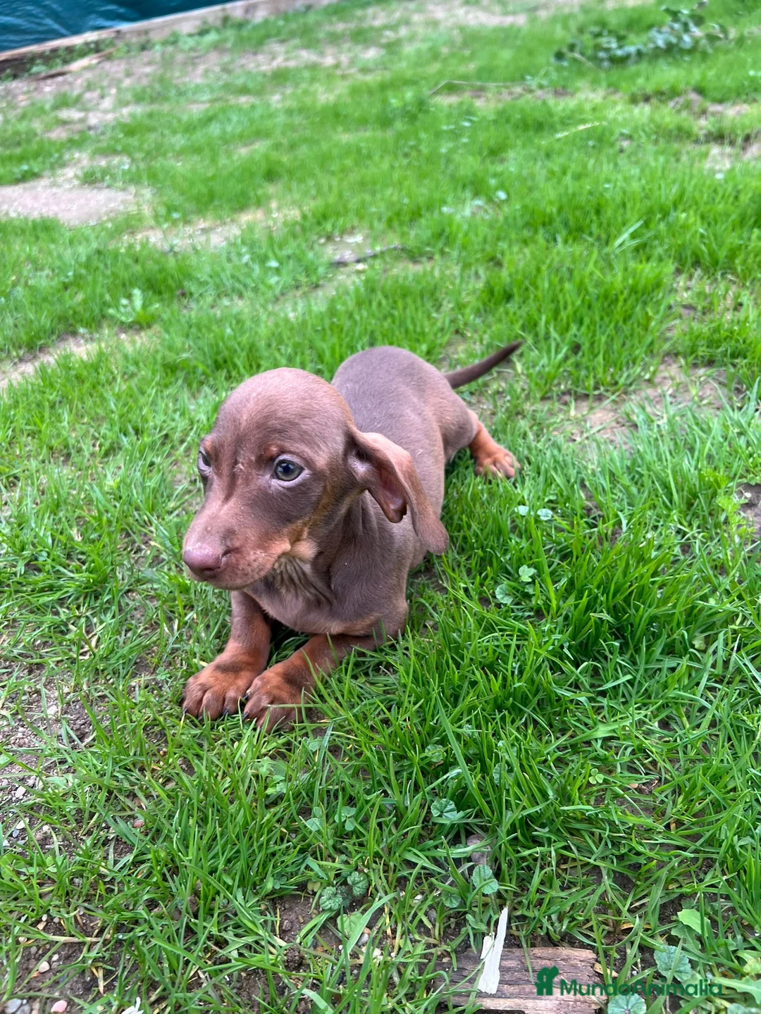 Teckel Miniatura perros en venta: Teckel canichen  - Anuncio 2