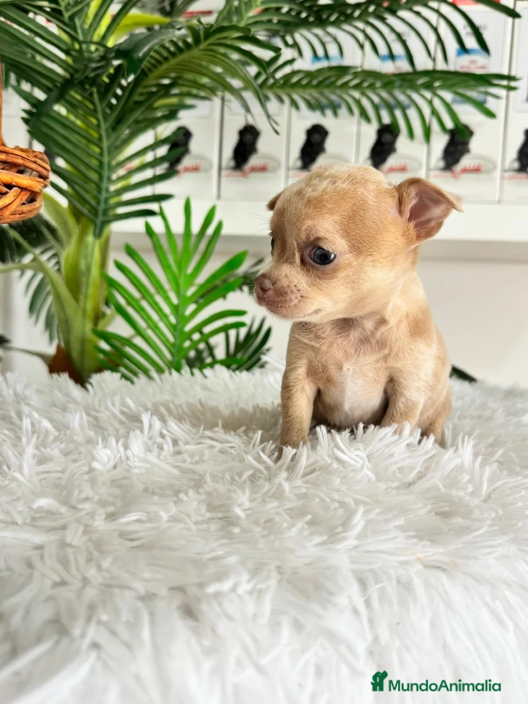 Chihuahua perros en venta: CHIHUAHUA  - Anuncio 2