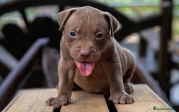 American Pit Bull Terrier perros en venta: AMERICAN PITBULL CRIADORES !! - Imagen 4