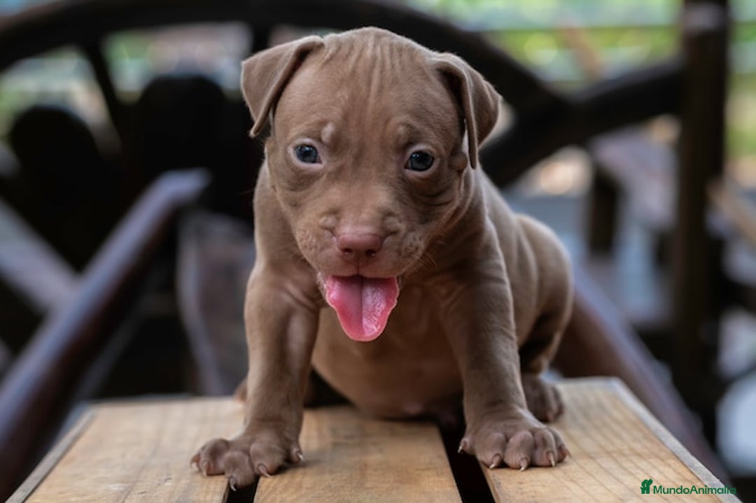American Pit Bull Terrier perros en venta: AMERICAN PITBULL CRIADORES !! - Imagen 4