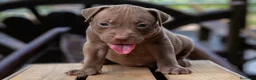 American Pit Bull Terrier perros en venta: AMERICAN PITBULL CRIADORES !! - Anuncio 4