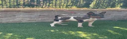Gos Rater Valencià perros en venta: Cachorra ratonera valenciana arlequín  - Anuncio 7