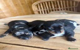 Teckel perros en venta: Dachshund   - Imagen 6