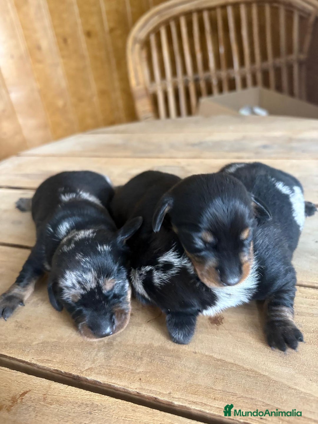 Teckel perros en venta: Dachshund   - Imagen 6