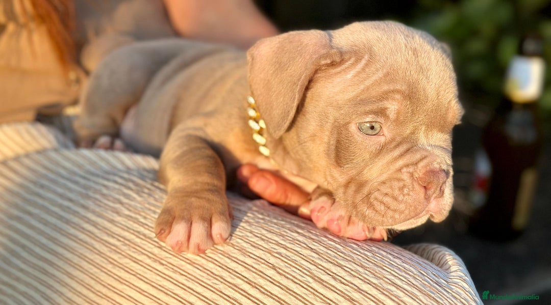 American Bully perros en venta: American bully bebés preciosos - Imagen 5