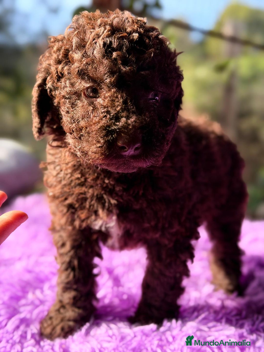 Perro de Agua Español perros en venta: PERRO DE AGUA ESPAÑOL CHOCOLATE  - Anuncio 9