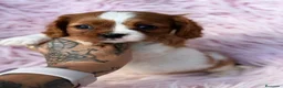 Cavalier King Charles Spaniel perros en venta: Cavalier hembra disponible  - Anuncio 1