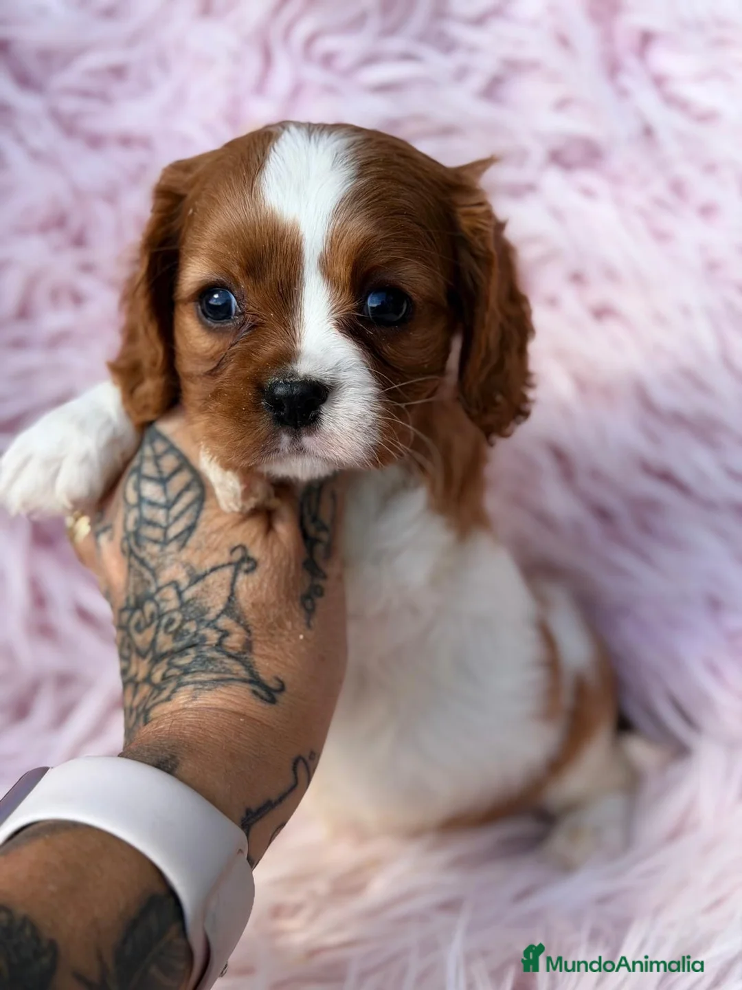 Cavalier King Charles Spaniel perros en venta: Cavalier hembra disponible  - Anuncio 1
