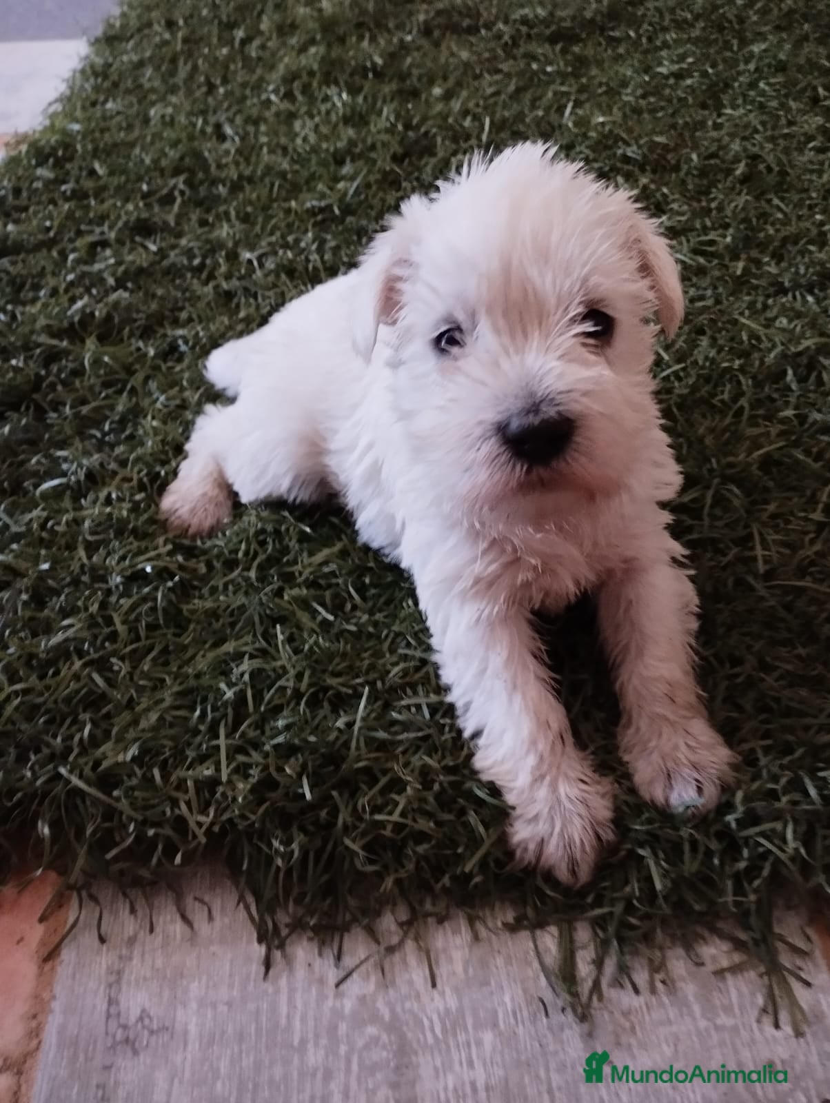 Schnauzer Miniatura perros Schnauzer mini blanco  - Anuncio 1