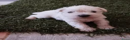 Schnauzer Miniatura perros en venta: Schnauzer mini blanco  - Anuncio 1