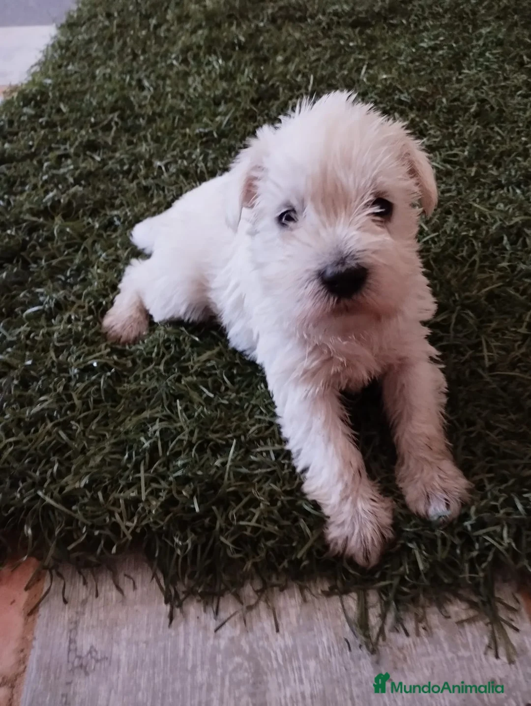Schnauzer Miniatura perros en venta: Schnauzer mini blanco  - Anuncio 1
