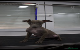 Pequeño Lebrel Italiano perros en venta: Elegancia en Azul - Piccolo Lebrel Italiano - Imagen 2
