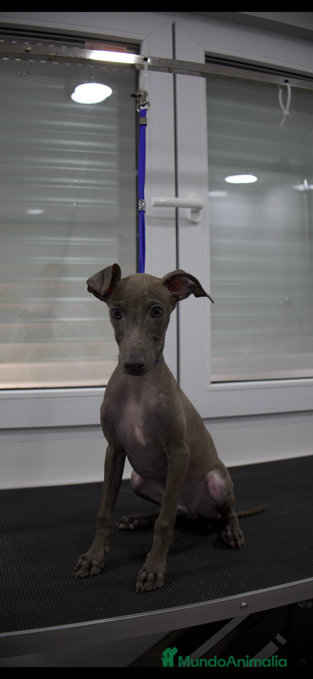 Pequeño Lebrel Italiano perros en venta: Elegancia en Azul - Piccolo Lebrel Italiano - Imagen 2