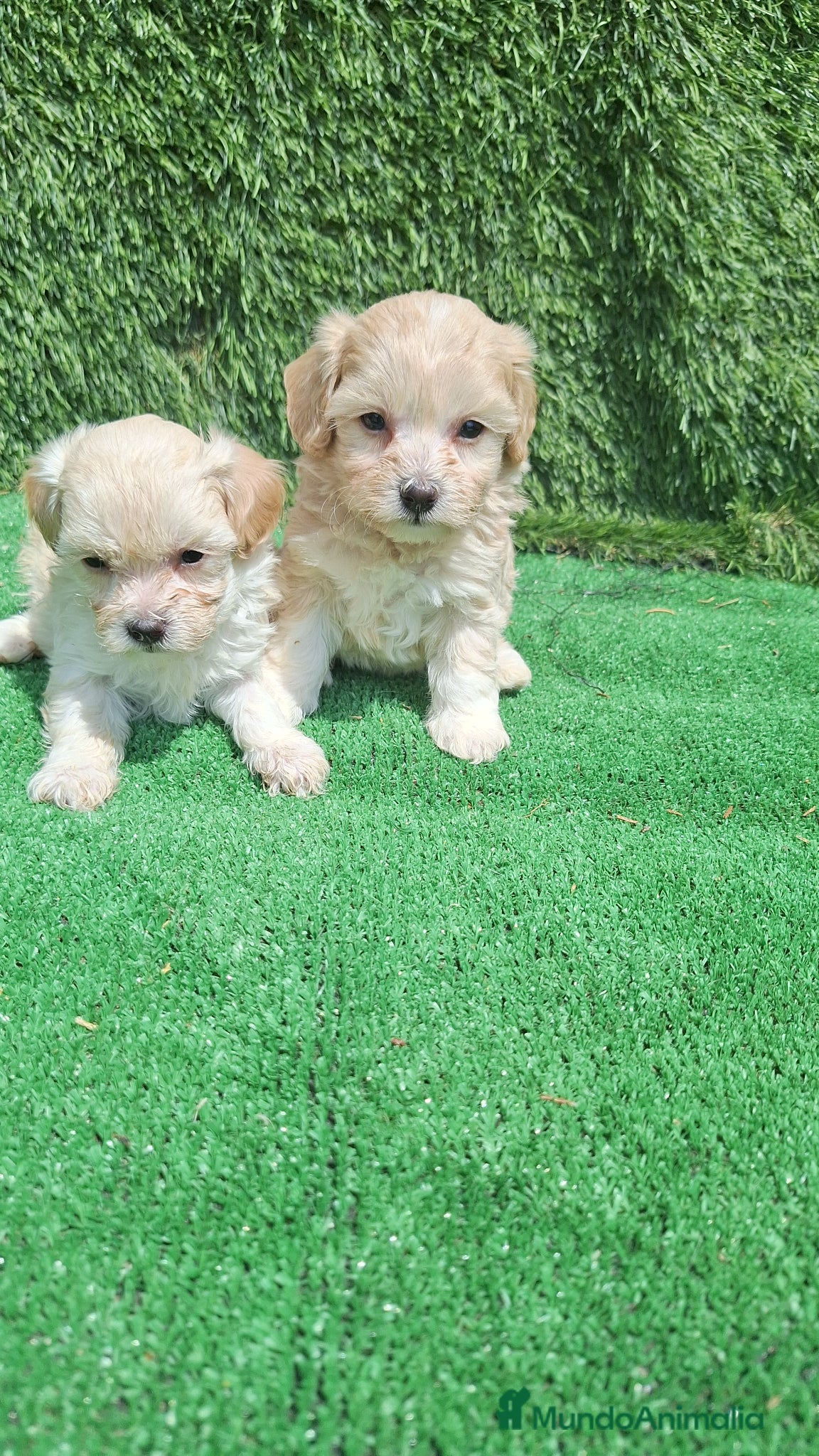 Maltipoo perros en venta: Maltipoo - Anuncio 1