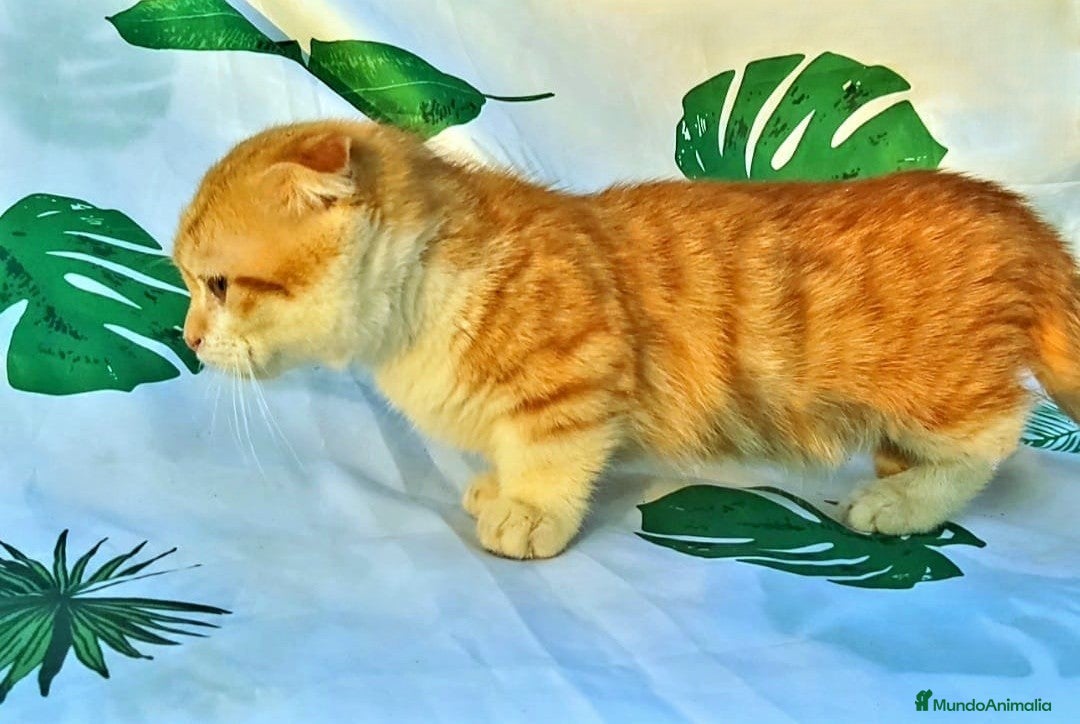 Munchkin gatos en venta: Machito munchkin scottish kilt disponible!! - Imagen 2