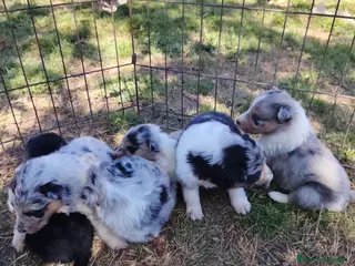 Collie de Pelo Largo perros Cachorros rough collie - Anuncio 1