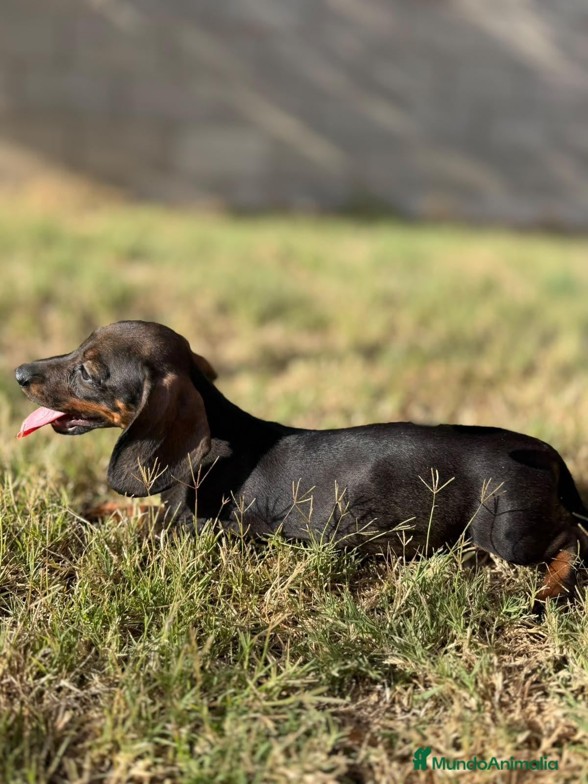 Teckel Miniatura perros Teckels Color Jabalí Hembra  - Anuncio 1
