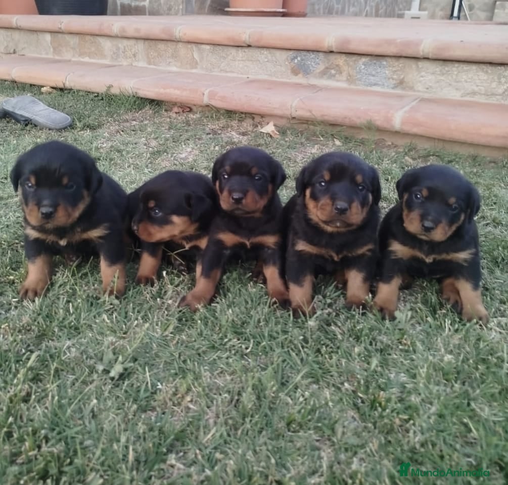 Rottweiler perros Rotwailer  - Anuncio 1