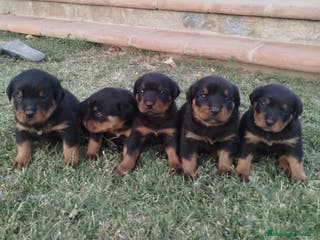 Rottweiler perros Rotwailer - Anuncio 1