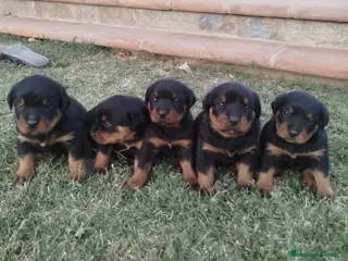 Rottweiler perros Rotwailer - Anuncio 1