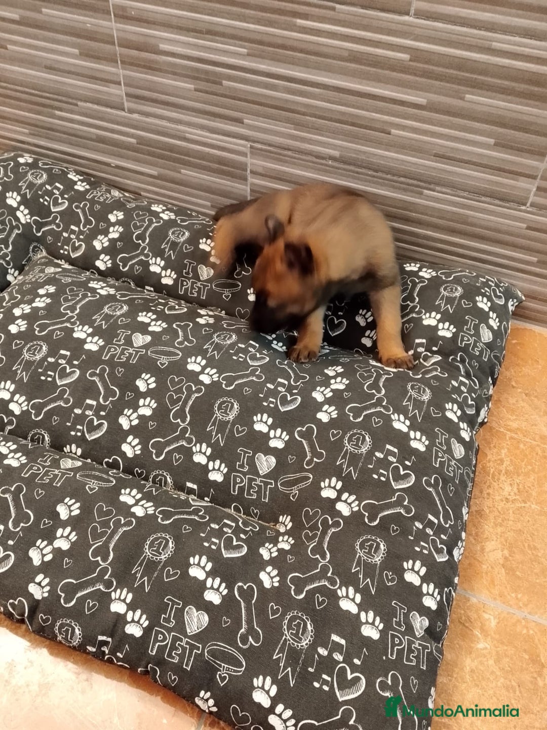 Pastor Belga Malinois perros en venta: Pastor Belga Malinois - Anuncio 3